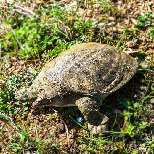 【千岛农品】千岛湖生态清水鳖4年 750g左右 商品图0