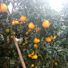 【爆款特惠】四川眉山爱媛38号橘橙 新鲜橘子当季水果果冻橙橙子5/8斤包邮 商品缩略图7