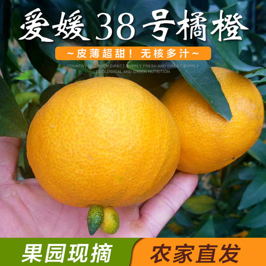 【爆款特惠】四川眉山爱媛38号橘橙 新鲜橘子当季水果果冻橙橙子5/8斤包邮 商品图0