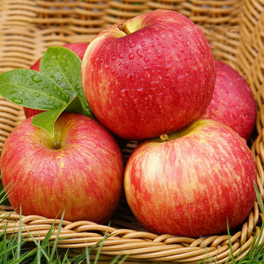 宋洁苹果12个装 (老富士) 青海农业大学研发 179项检测0残留 用姓名和