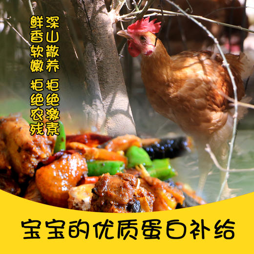【徽园生态】 山林散养皖南土鸡 小公鸡  顺丰 商品图2