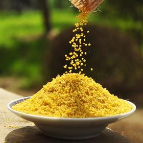 【陕北米脂黄小米】 农家月子米 传统农耕种植