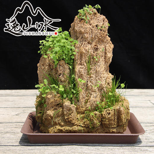 吸水石上水锈石假山盆景植物20cm厘米