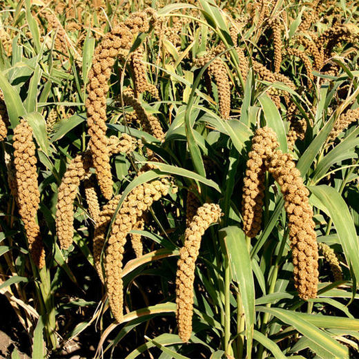 富硒小米4斤装陕北高原的长寿粥食