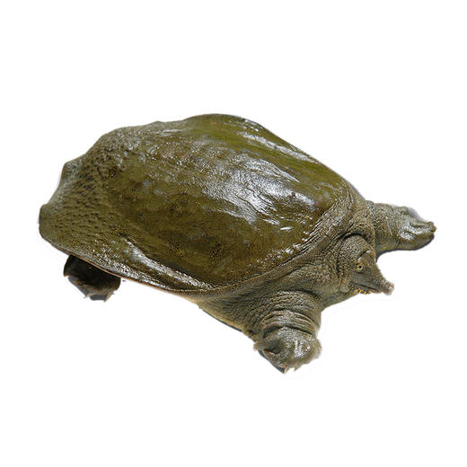 甲鱼(1只装)【预售】