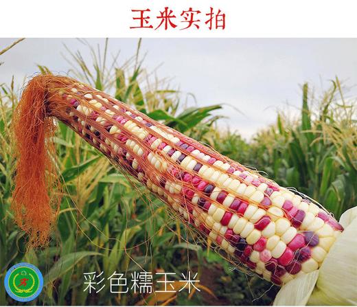 新疆三工滩富硒香糯玉米棒  10根彩糯米  非转基因 商品图0
