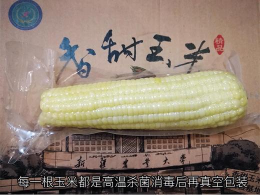 新疆三工滩富硒香糯玉米棒  10根白糯米  非转基因 商品图1