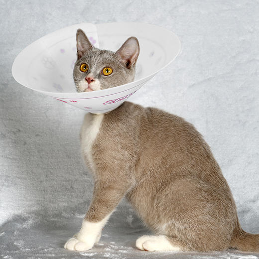 宠物美容头套（猫用伊丽莎白圈） OPAWZ小爪印 商品图2