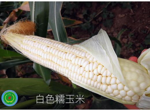 新疆三工滩富硒香糯玉米棒  10根白糯米  非转基因 商品图0