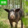 房县农家放养黑土猪年猪 商品缩略图0