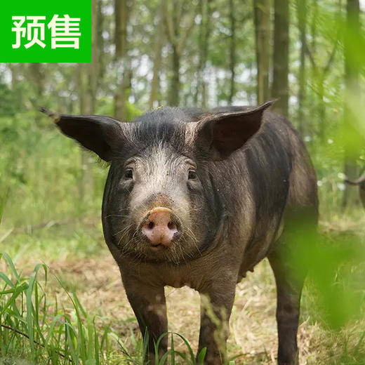 房县农家放养黑土猪年猪 商品图0