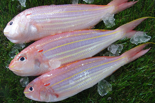 【野生海钓金三线红杉鱼】纯野生海钓,上岸杀好(去鳞去腮去肚)即可