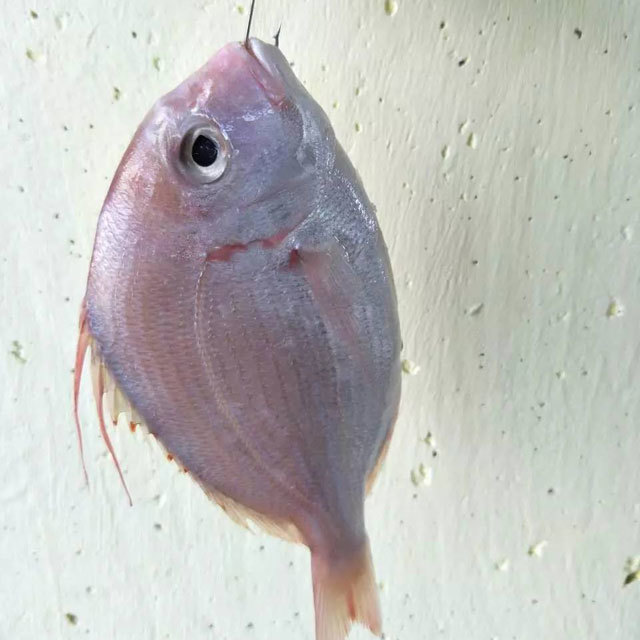红立赤鯮鱼图片