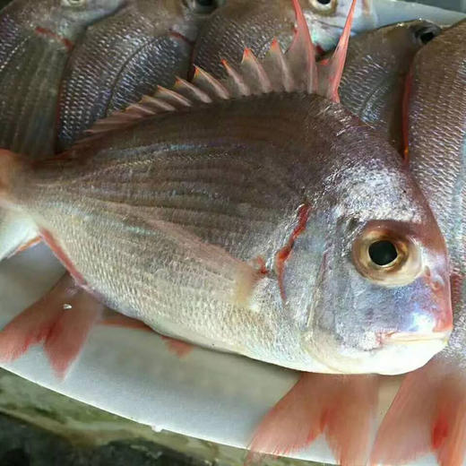 【红立鱼】纯野生海捕 以鱼虾为食_肉质紧实鲜美 一斤3-6条，适合香煎，红烧 商品图3