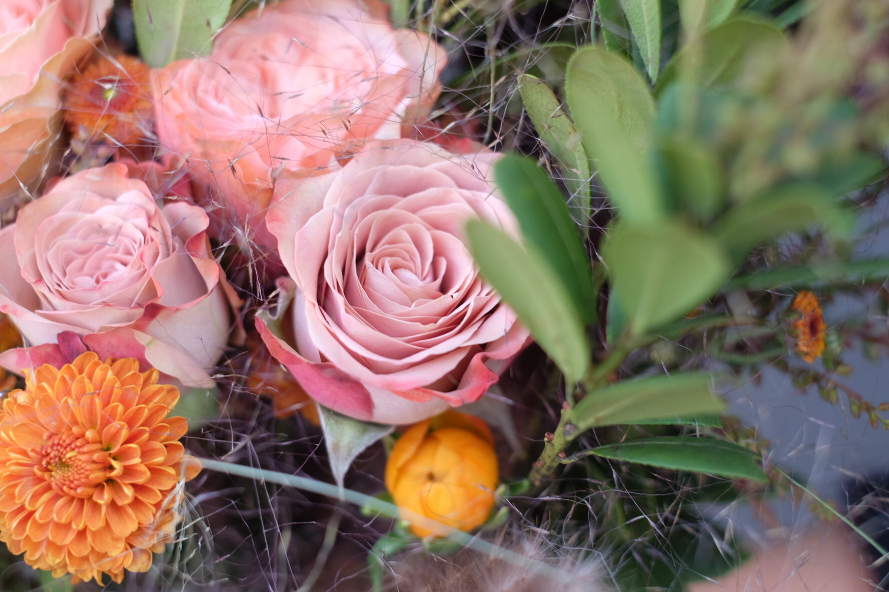 毛毛熊厄瓜多尔玫瑰现货