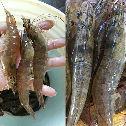 【特大海虾】（每份400克只约11只）活捕海虾 新鲜急冻 营养丰富_源产地直供！ 商品图0