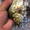 【野生大泥猛鱼】味道鲜美，肉质紧实， 鲜活生猛，帮杀好，煮酸梅、酸菜味道佳 商品缩略图0