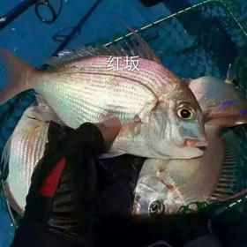 【红立鱼】纯野生海捕 以鱼虾为食_肉质紧实鲜美 一斤3-6条，适合香煎，红烧