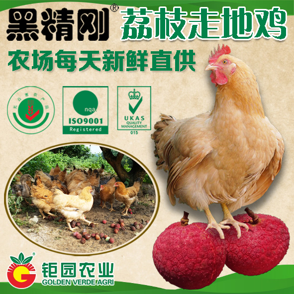 【黑精刚】钜园农业黑精刚天然放养走地鸡整只豪华礼盒