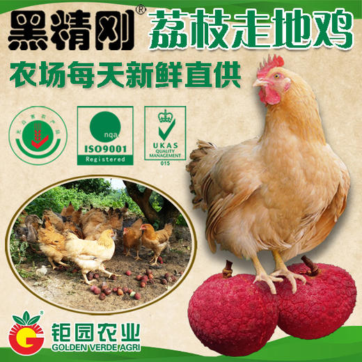 【黑精刚】钜园农业黑精刚天然放养走地鸡整只豪华礼盒 商品图0