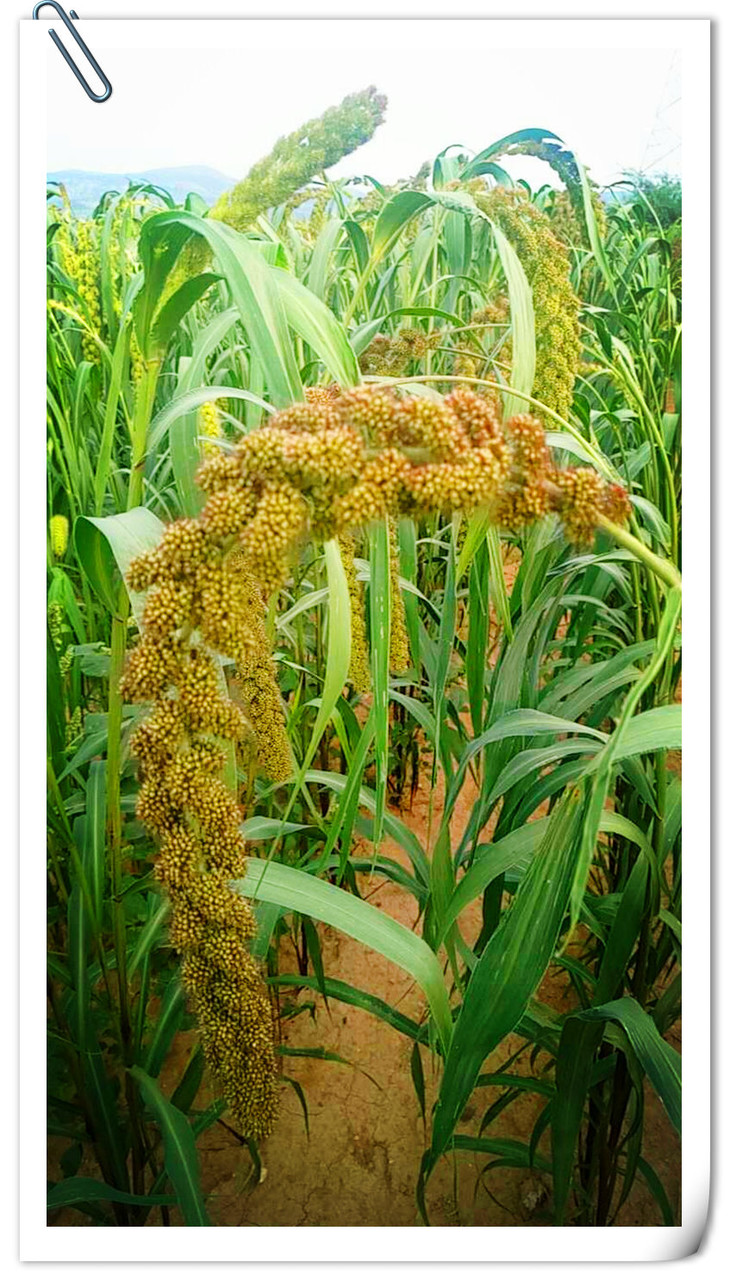 越饱满的谷穗儿头越低,跟人一样