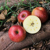 帮卖精选 | 大凉山丑苹果 全年日照超过3000小时 爽脆 甜度高达16-19度 8斤装（果个比普通红富士偏小） 商品缩略图1