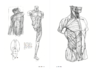 理解人体形态：巴黎国立高等美术学院实用素描解剖书 商品缩略图3