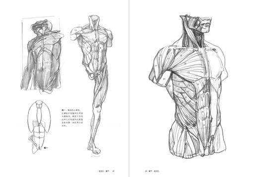 理解人体形态：巴黎国立高等美术学院实用素描解剖书 商品图3