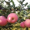 生态红富士苹果（预售） | 合作生产* Eco-Fuji apple | Coproduction 商品缩略图1