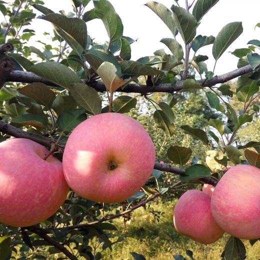 生态红富士苹果（预售） | 合作生产* Eco-Fuji apple | Coproduction 商品图1