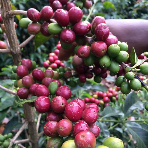 单品咖啡埃塞新产季冠军豆西达摩guji日晒g1花魁ethiopiasidamoguji