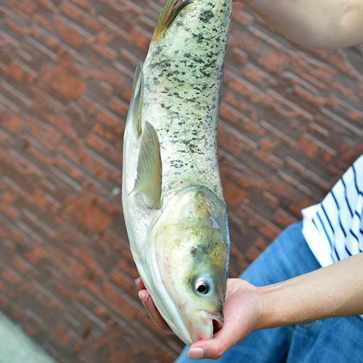 花鰱 綠色食品a級認證 1條約4斤 活魚到家