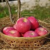 生态红富士苹果（预售） | 合作生产* Eco-Fuji apple | Coproduction 商品缩略图0