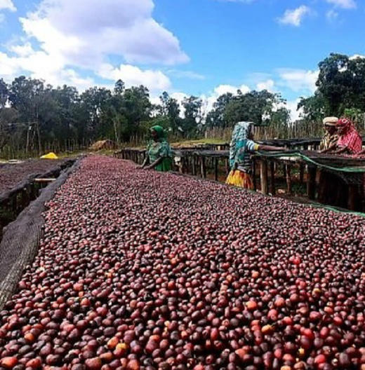单品咖啡埃塞新产季冠军豆西达摩guji日晒g1花魁ethiopiasidamoguji