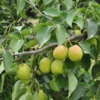 合作生产 | 生态几小香梨 商品缩略图1