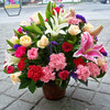 高档定制鲜花混搭红掌手提花篮送朋友领导老师长辈开业乔迁节日生日祝福探访感恩节 商品缩略图7