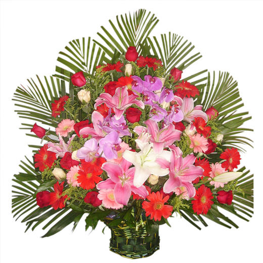 混搭红掌手提花篮送朋友领导老师长辈开业乔迁节日生日祝福探访感恩节