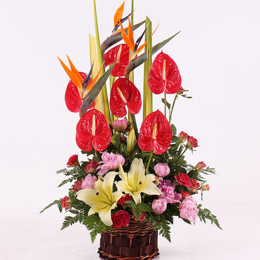 混搭红掌手提花篮送朋友领导老师长辈开业乔迁节日生日祝福探访感恩节