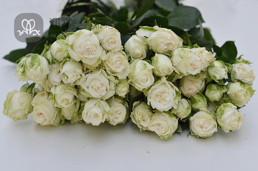 白色多头玫瑰品种图片