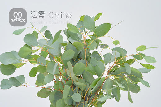 桉樹葉圓葉無果 eucalyptus per bunch populus 順豐