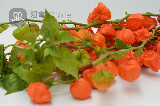 燈籠果physalis1扎順豐到付