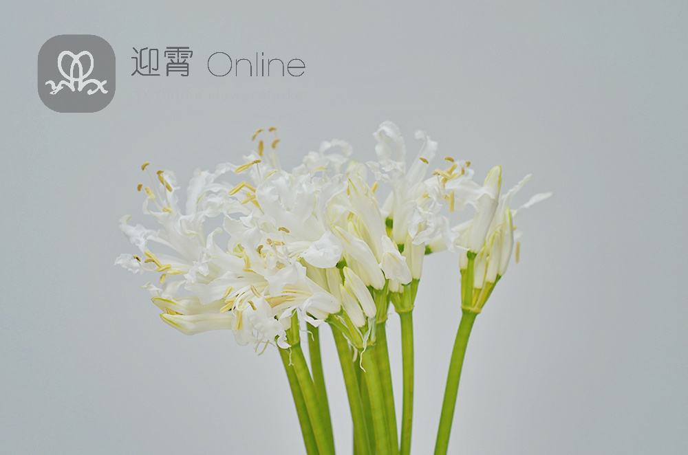 订货 彼岸花 白 Nerine Bowdenii Biancaneve 10枝 扎顺丰到付