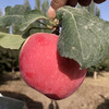 新疆阿克苏冰糖心苹果中果大果新鲜水果脆甜多汁8-9斤装 商品缩略图4