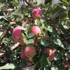 新疆阿克苏冰糖心苹果中果大果新鲜水果脆甜多汁8-9斤装 商品缩略图8