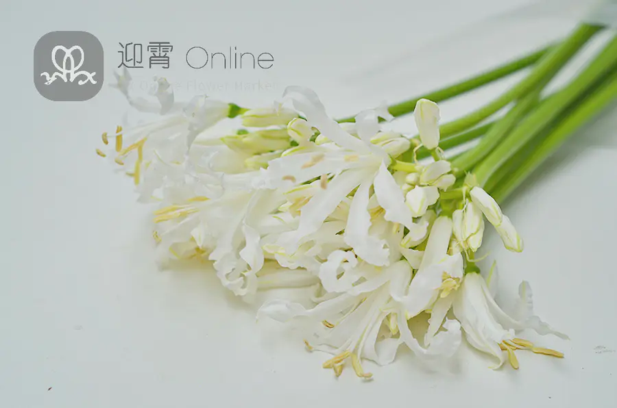 订货 彼岸花 白 Nerine Bowdenii Biancaneve 10枝 扎顺丰到付