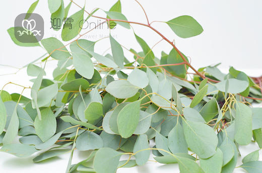 桉树叶圆叶无果eucalyptusperbunchpopulus顺丰到付