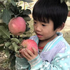 新疆阿克苏冰糖心苹果中果大果新鲜水果脆甜多汁8-9斤装 商品缩略图10