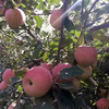新疆阿克苏冰糖心苹果中果大果新鲜水果脆甜多汁8-9斤装 商品缩略图3