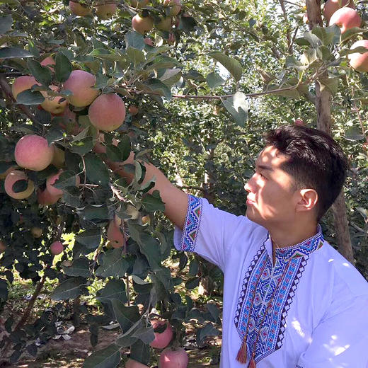 新疆阿克苏冰糖心苹果中果大果新鲜水果脆甜多汁8-9斤装 商品图7