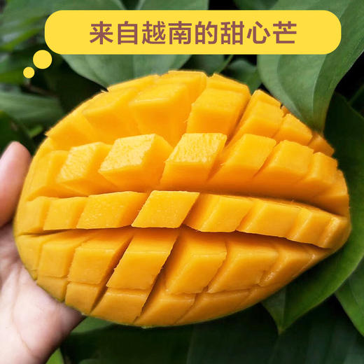 越南甜心芒果生吃熟吃都甜生吃微甜熟吃特别甜5斤/8斤 商品图5